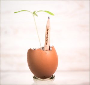 L'Sprout és un llapis plantable que conté llavors de flors, hortalizes o plantes aromàtiques.